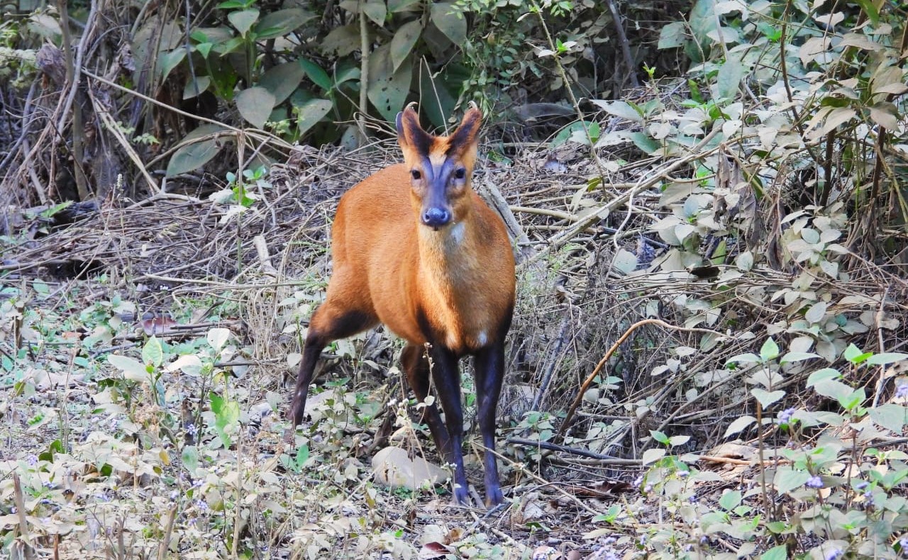 Wildlife in Jim Corbett National Park