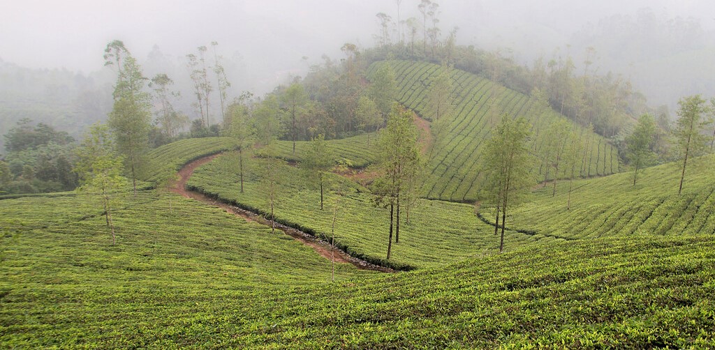 Munnar Kerala Tea Garden